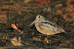 American Woodcock